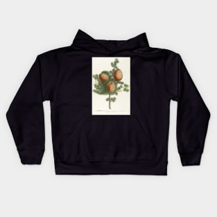 Cedar cones - Cedrus - botanical illustration Kids Hoodie